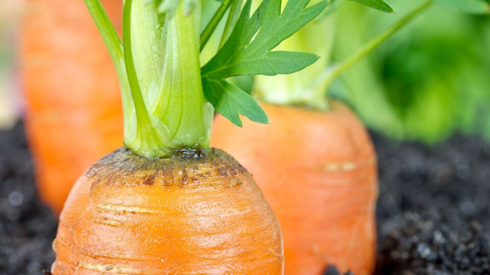 Если семена моркови посеять сразу в землю, они преимущественно не порастают