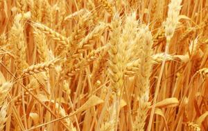 На ситуацию с продовольствием влияет экспорт зерна из Украины