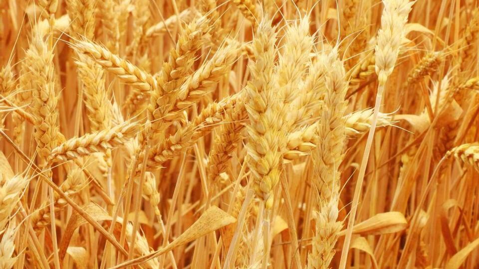 На ситуацію із продовольством впливає експорт зерна з України