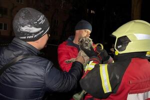 Собаку Миру передали владельцам