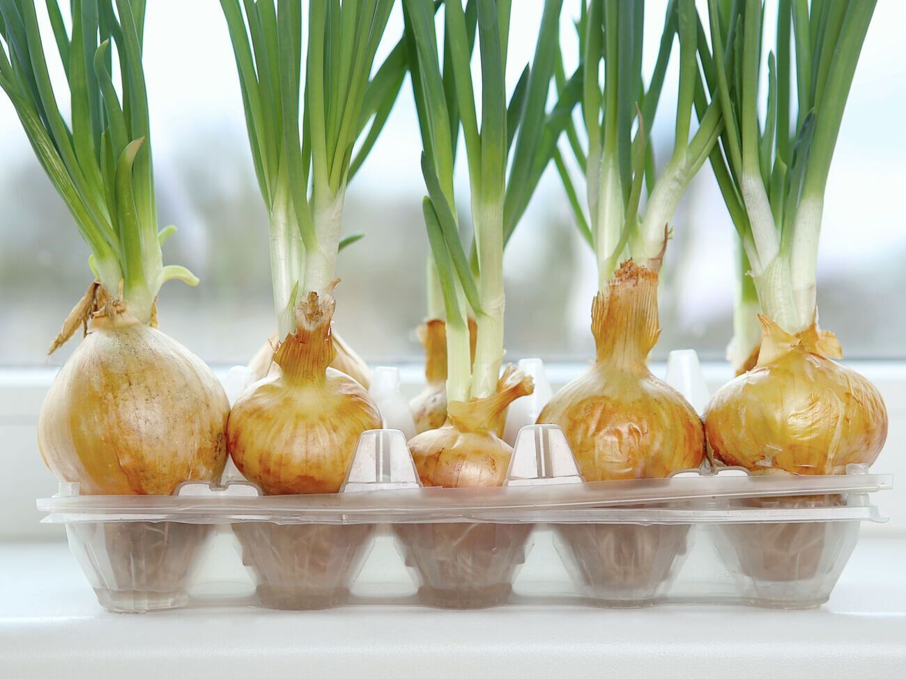 Чтобы лук быстро прорастал, срезаем верхушку луковицы и снимаем лишнюю шелуху