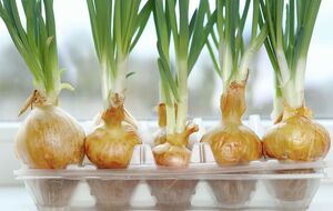 Чтобы лук быстро прорастал, срезаем верхушку луковицы и снимаем лишнюю шелуху