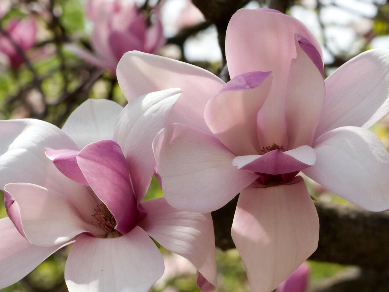 Магнолии неприхотливы в уходе