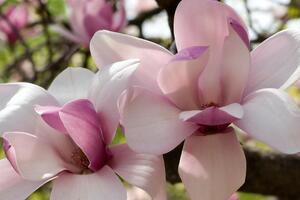 Магнолии неприхотливы в уходе