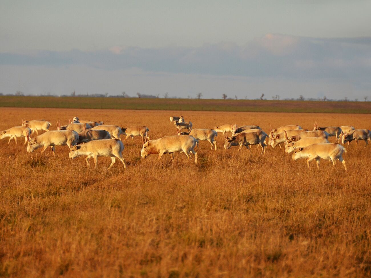 Директор "Аскании-Нова" опасается за коллекцию копытных