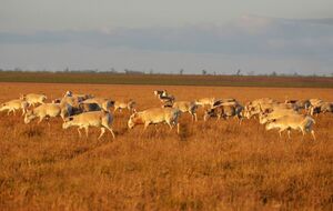 Директор "Аскании-Нова" опасается за коллекцию копытных