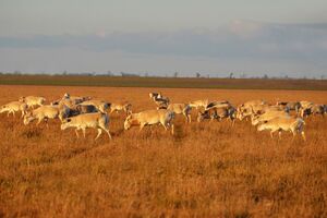 Директор "Асканії-Нова" боїться за колекцію копитних
