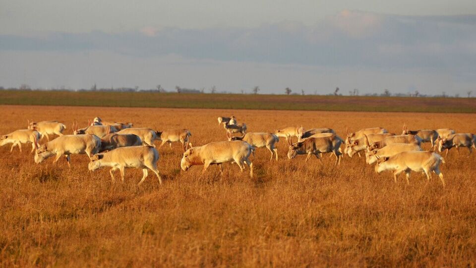 Директор "Аскании-Нова" опасается за коллекцию копытных
