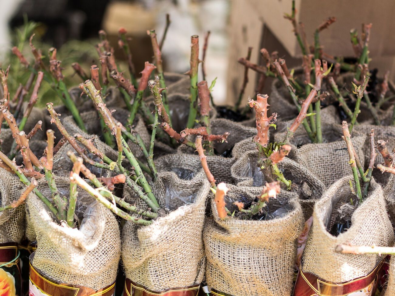 Перед покупкой убедитесь, что растения хранились в прохладном темном месте