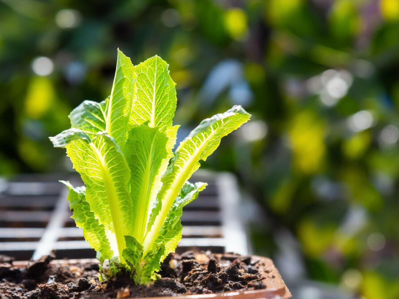 Некоторые культуры, например, салат, можно будет посадить в открытый грунт только в конце апреля