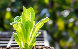 Некоторые культуры, например, салат, можно будет посадить в открытый грунт только в конце апреля