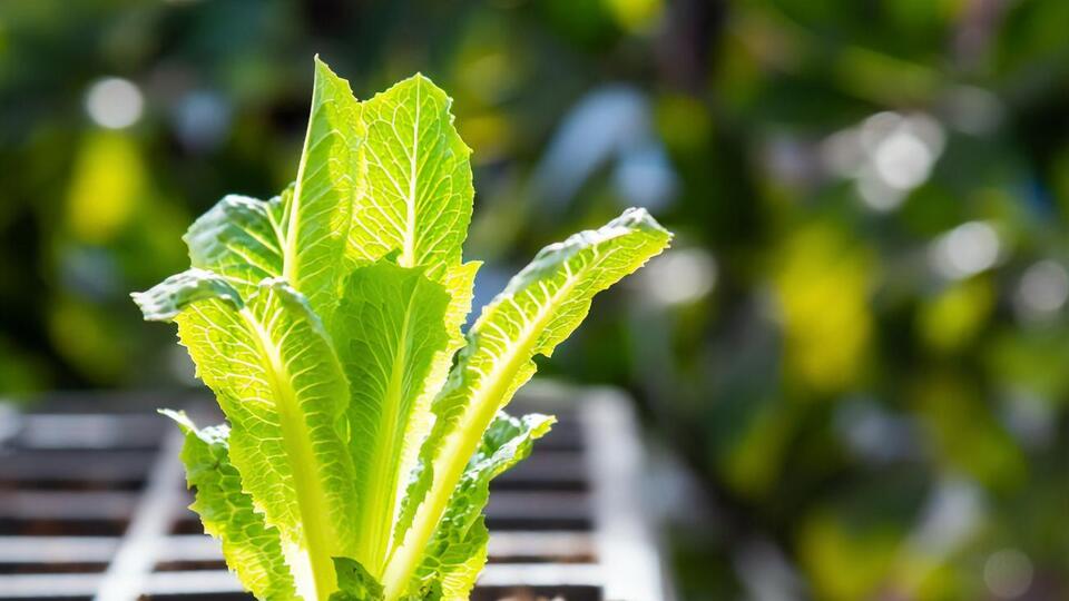 Некоторые культуры, например, салат, можно будет посадить в открытый грунт только в конце апреля