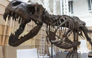 Ученые не согласны с распространенным представление о том, что тираннозавр – "зубастый и безгубый" хищник. На фото – скелет тираннозавра на выставке в Сингапуре в 2022 году
