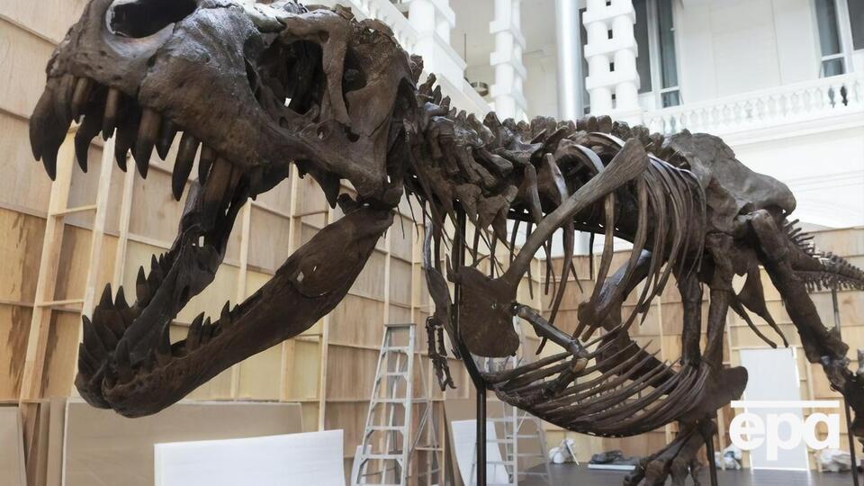 Ученые не согласны с распространенным представление о том, что тираннозавр – "зубастый и безгубый" хищник. На фото – скелет тираннозавра на выставке в Сингапуре в 2022 году