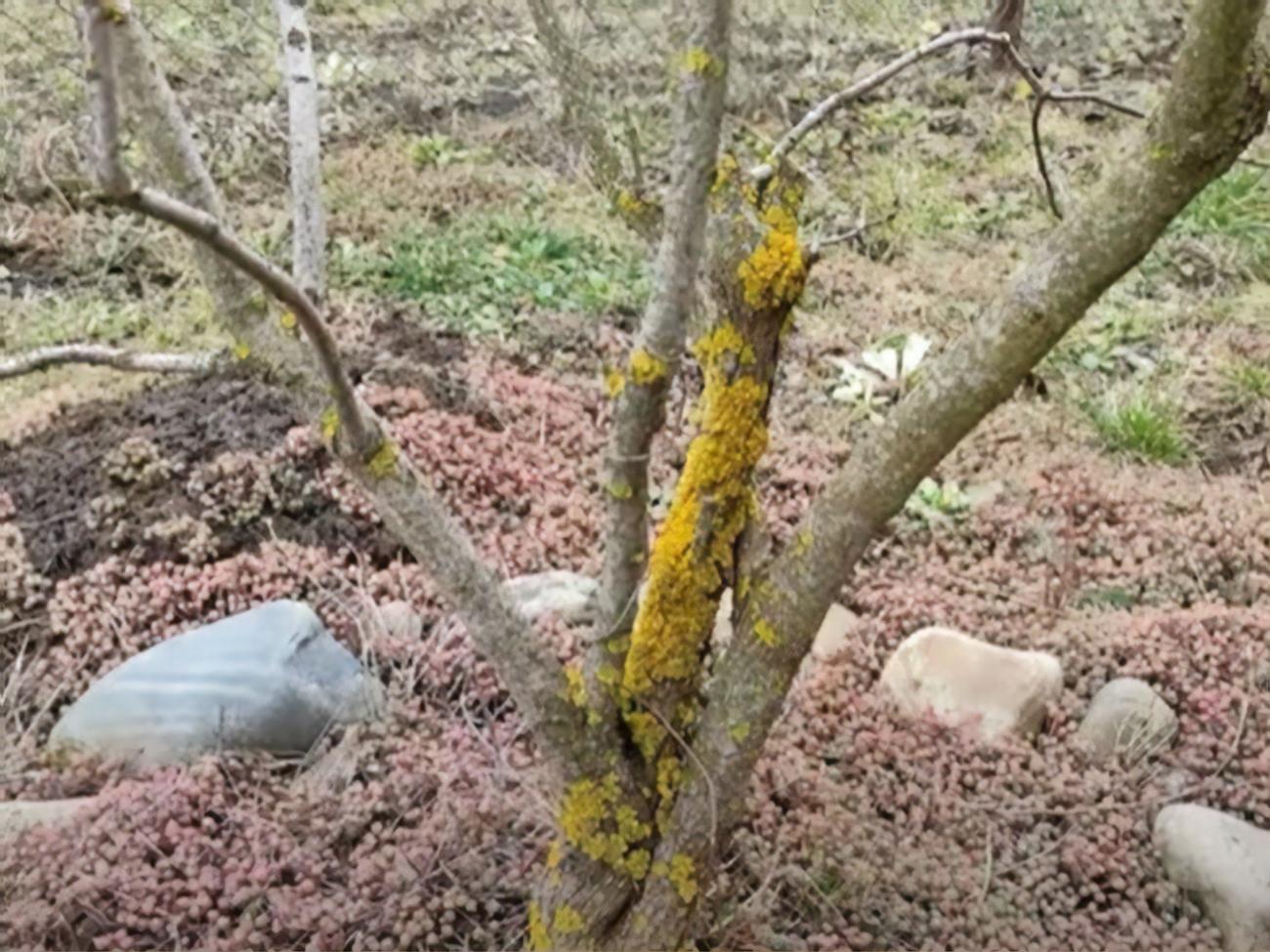 Для удаления мха необходимы железный купорос и любая деревянная щетка или лопатка