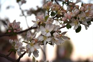 Парша приводит к деформации плода, а пораженные инфекцией листья и завязи опадают