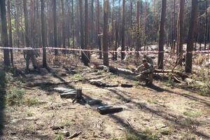 Через війну пошкоджено майже 3 млн га лісу в Україні, зазначили у Мінекології