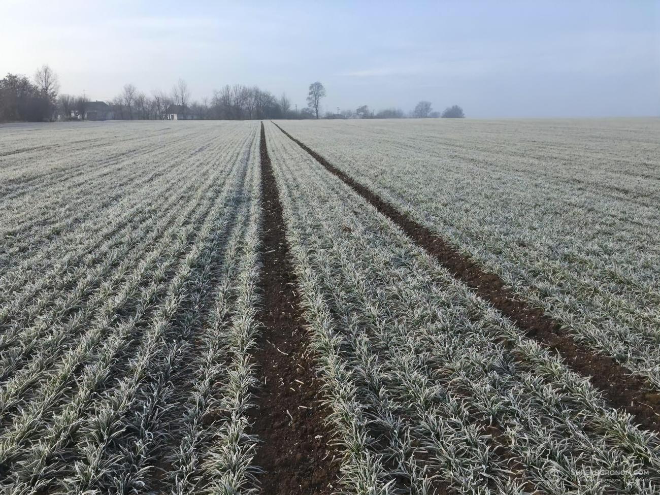 Подавляющее большинство всходов озимой пшеницы уцелели