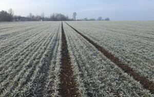 Подавляющее большинство всходов озимой пшеницы уцелели