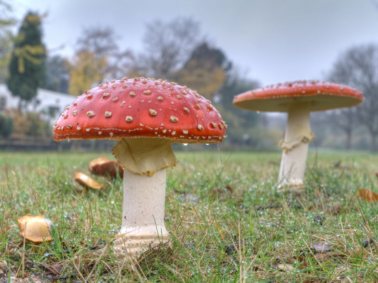 44-летнего российского депутата доставили в реанимацию с диагнозом "отравление мухоморами"