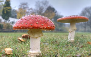 44-летнего российского депутата доставили в реанимацию с диагнозом "отравление мухоморами"