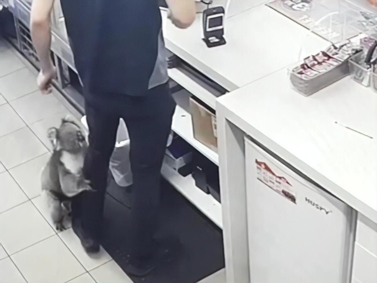 Коала в Австралії потрапила на камери спостереження