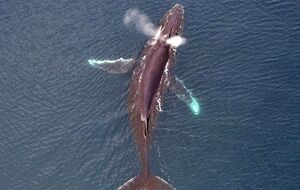 Изображение с дрона помогает точнее определить размер кита