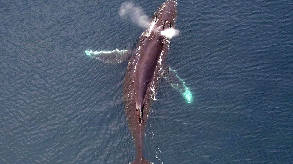 Изображение с дрона помогает точнее определить размер кита