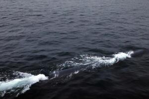 Северная Корея сообщила об испытании нового беспилотника