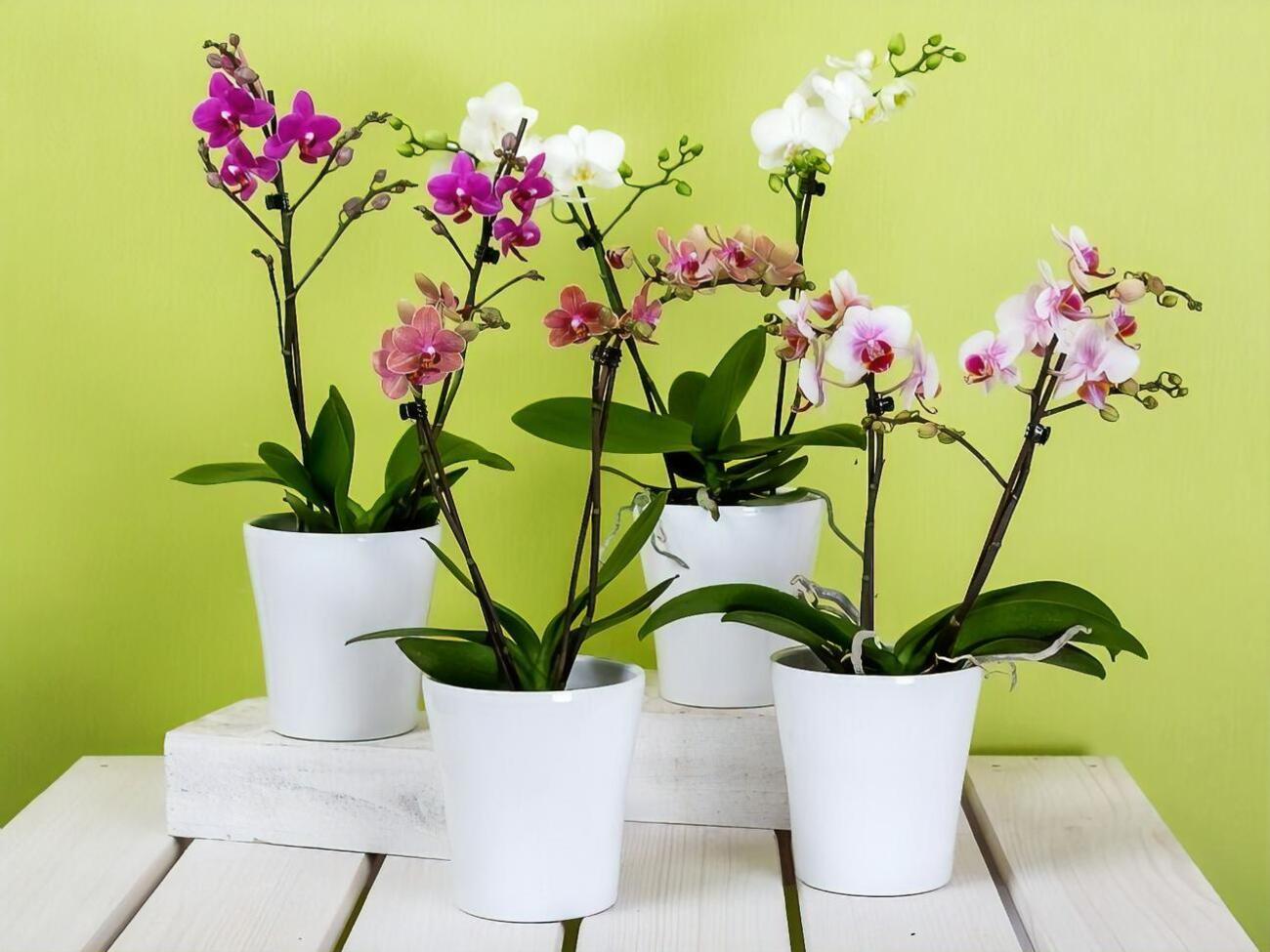 Орхидеям требуется достаточное количество света