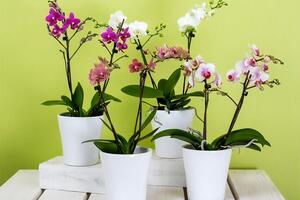 Орхидеям требуется достаточное количество света