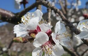 Монилиальный ожог – это грибковое заболевание, которое поражает цветки, завязи, цветоножки, ветви, в результате чего они имеют "сожженный" вид