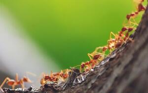 Муравьи не будут атаковать деревья