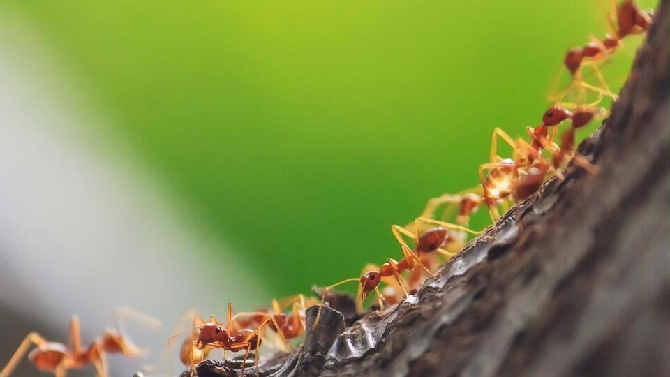 Муравьи не будут атаковать деревья