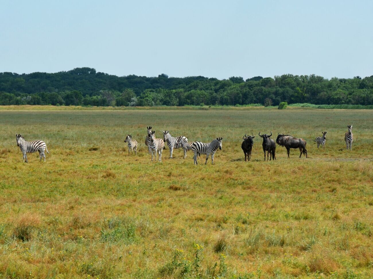 В ОП прокомментировали оккупацию заповедников на территории Украины