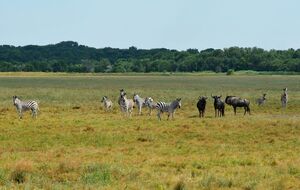 В ОП прокомментировали оккупацию заповедников на территории Украины