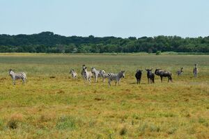 В ОП прокоментували окупацію заповідників на території України
