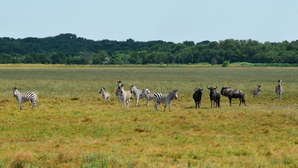 В ОП прокомментировали оккупацию заповедников на территории Украины