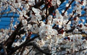 Пораженные монилиозом деревья не плодоносят