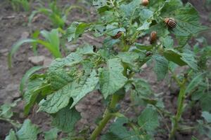 Обработка картофеля проводится один раз перед посадкой клубней в почву