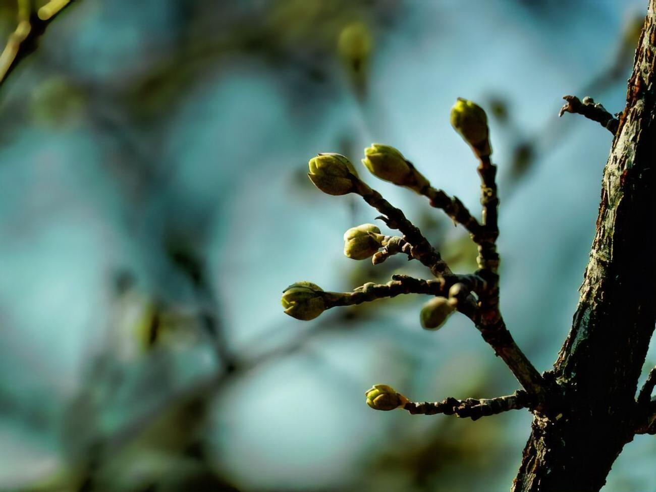 Опрыскивание черешни проводят при хорошей погоде