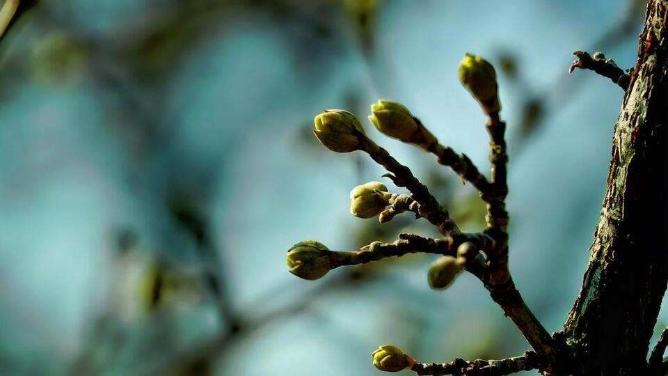 Черешні обприскують за гарної погоди