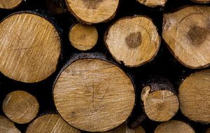 Оккупанты уничтожили в Украине 280 тыс. га леса, пишут СМИ