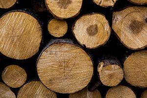 Окупанти знищили в Україні 280 тис. га лісу, пишуть ЗМІ