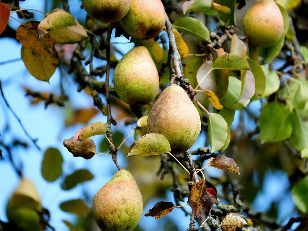 Оптимальным вариантом является посадка саженца на&nbsp;природной или искусственной возвышенности так, чтобы поблизости не было грунтовых вод