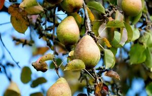 Оптимальным вариантом является посадка саженца на природной или искусственной возвышенности так, чтобы поблизости не было грунтовых вод