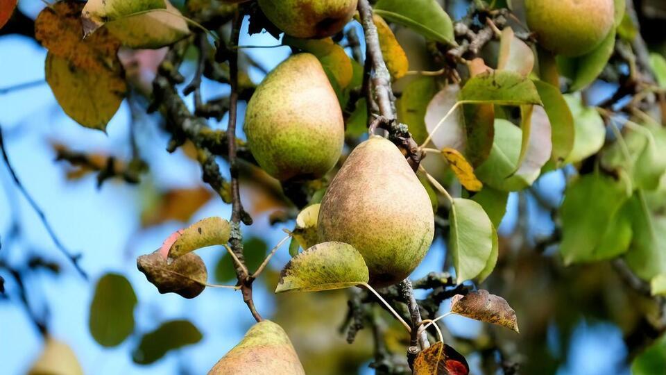 Оптимальным вариантом является посадка саженца на природной или искусственной возвышенности так, чтобы поблизости не было грунтовых вод