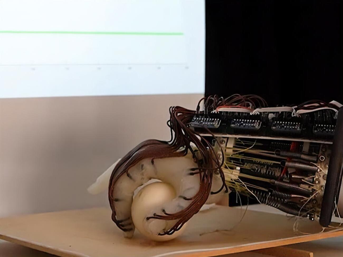 Исследователи считают, что их технология поможет при разработке недорогих роботов