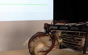 Исследователи считают, что их технология поможет при разработке недорогих роботов