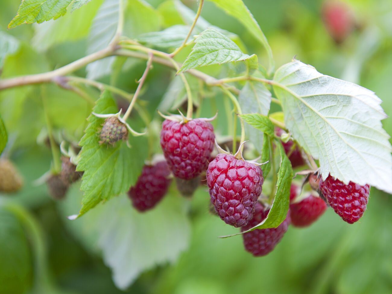 Если правильно использовать карбамид, малина даст хороший урожай